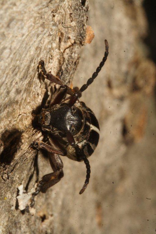 Dorcadion (Pedestredorcadion) etruscum